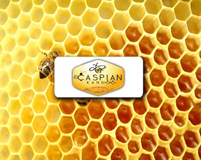 طراحی لوگو کاسپین کندو